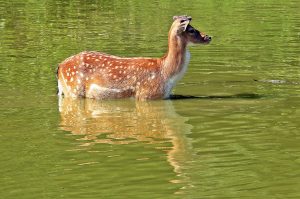 wild, deer, fallow deer-1438649.jpg